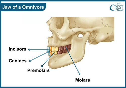 Jaw of a omnivore