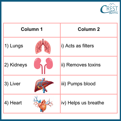 organs2-q4