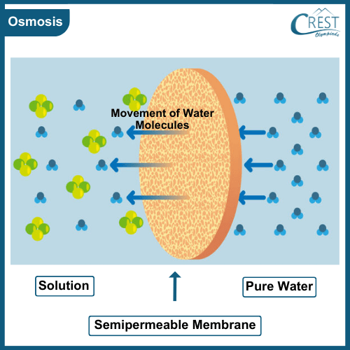 Process of Osmosis - Transport of Materials through Plasma Membrane