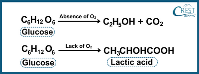 Chemical Equation of Anaerobic Respiration - CREST Olympiads