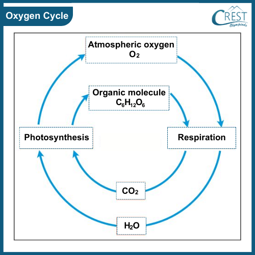 Diagram of Oxygen Cycle - Definition, Overview, Examples etc