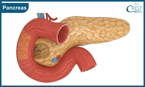 Diagram of Pancreas