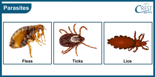 Examples of Parasites animals