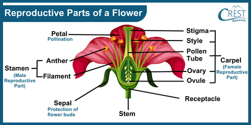 Reproductive Parts of a Flower - Sexual Reproduction in Plants