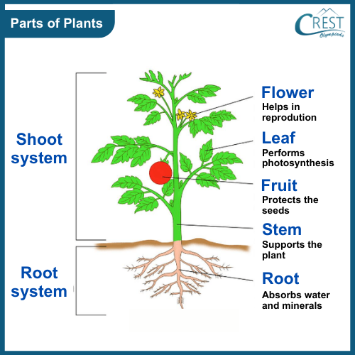 Diagram of Parts of Plant - CREST Olympiads
