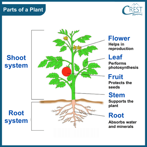 What Are The Four Major Parts Of A Plant And Their Functions Pdf 