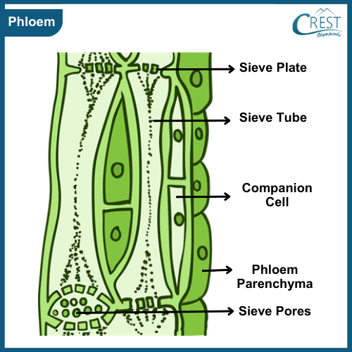 Labelled Diagram of Phloem - Definition, Functions etc