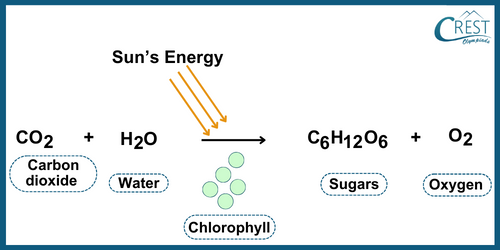 Equation for Photosynthesis - CREST Olympiads