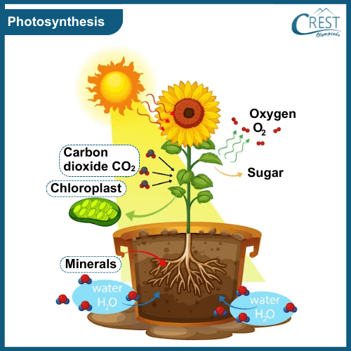 Detailed Process of Photosynthesis - CREST Olympiads