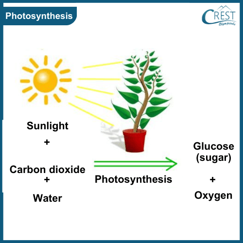 Class 3-Process of Photosynthesis