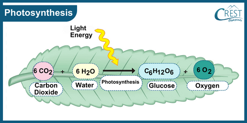 Diagram of Photosynthesis - Science Grade 7