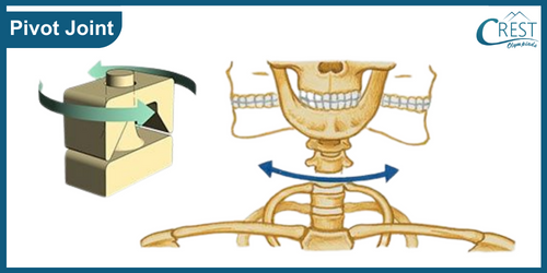 Pivot Joints of Human Body