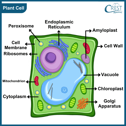 Labelled Diagram of Plant Cell - Science Grade 8