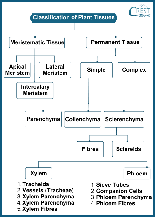 Chart of Classification of Plant Tissues - Definition, Types etc