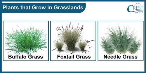 Example of plants that grows in grasslands