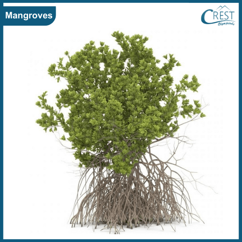 Plant that grows in marshy areas