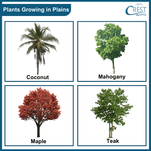Example of plants growing in plains