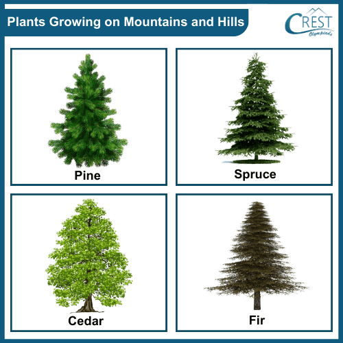 Examples of Terrestrial Plants