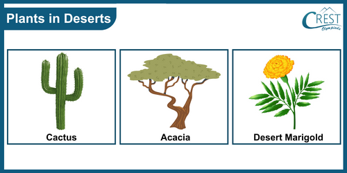 Examples of plants that grows in desert areas