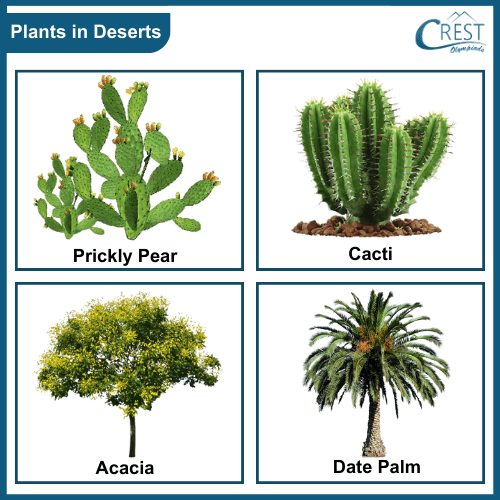 Examples of plants in deserts