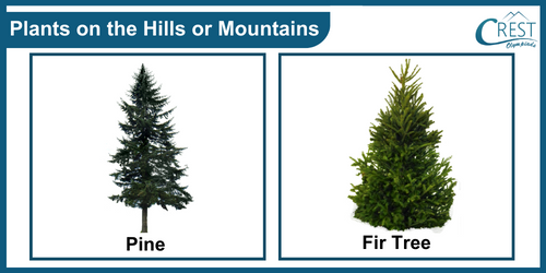 Examples of Terrestrial Plants