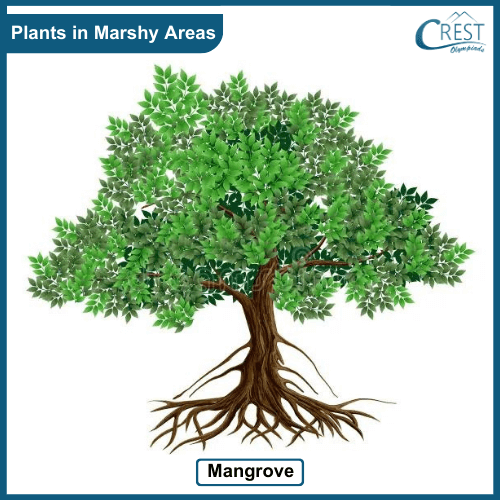 Plant that grows in marshy areas