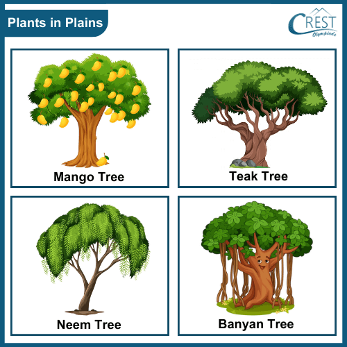 Examples of plants that grows in plains areas