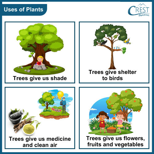 Different Uses of Plants - CREST Olympiads