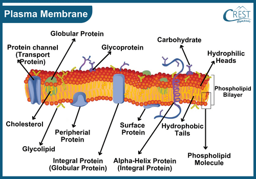 Structure of Plasma Membrane - Components of a Cell