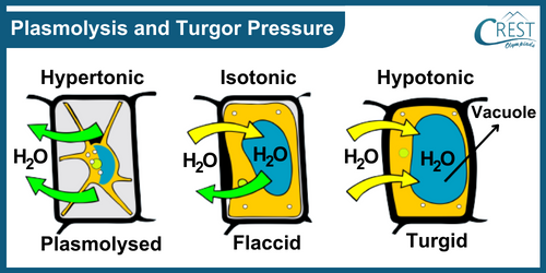 Plasmolysis and turgor Pressure - Science Grade 9