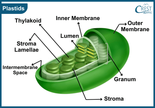 Labelled Diagram of Plastids - Definition, Types and Functions etc