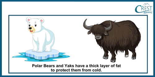 Polar Bear and Yak - Terrestrial animal