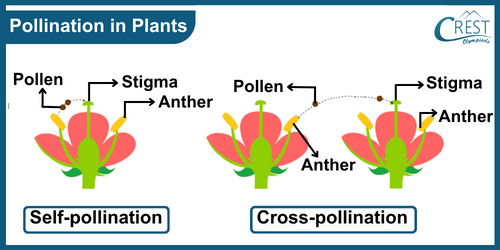 Process of Fertilisation in Plants: Pollination in Plants - CREST Olympiads