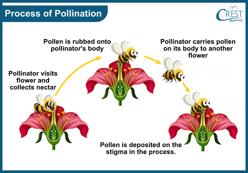 Process of Pollination
