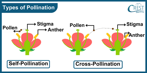 Labelled Diagram of Types of Pollination - Science Grade 7