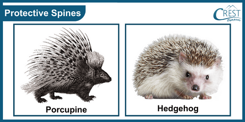 Examples of animals with protective spines
