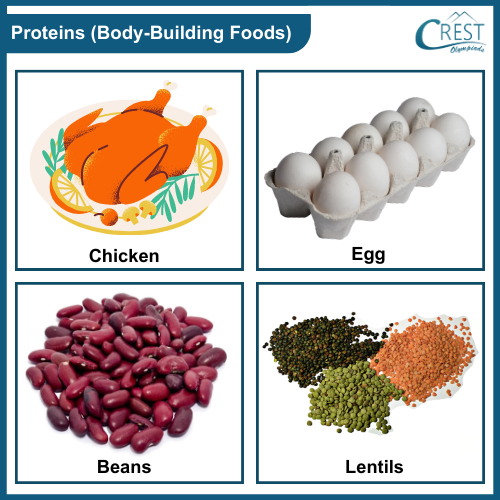 Class 3-Body Building foods