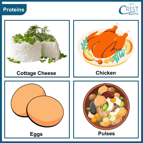 Examples of Protein Rich Foods