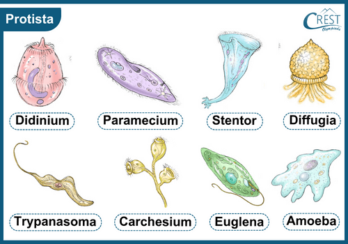 Protista - Key Characteristics, Classification and Examples of Protista etc