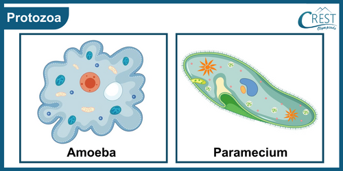 Examples of Protozoa - Amoeba and Paramecium