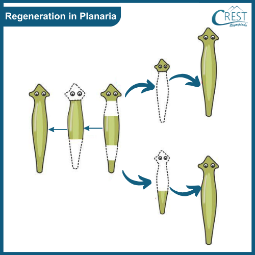 Regeneration in Planaria - CREST Olympiads