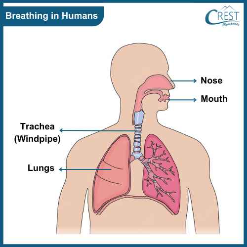 Breathing Organs in Human Body