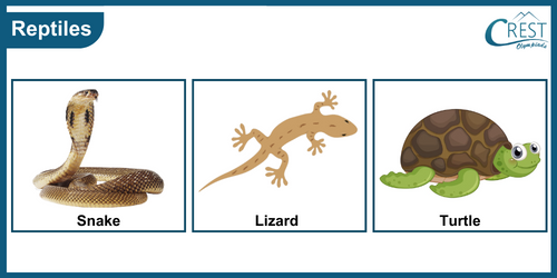 Examples of Reptiles