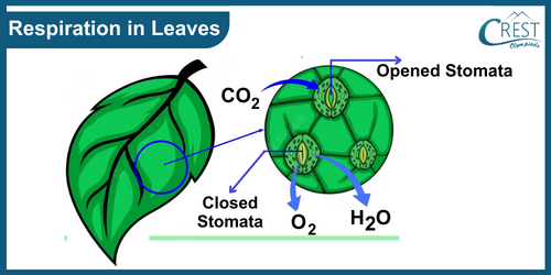 Labelled Diagram of Respiration in Leaves - CREST Olympiads