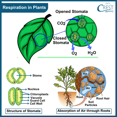 Labelled Diagram of Respiration in Plants - Science Grade 7