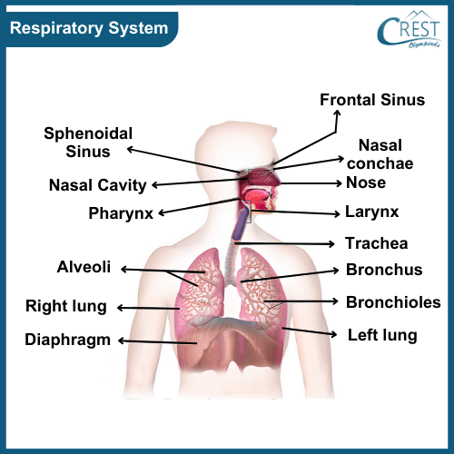 Labelled Diagram of Respiratory System - CREST Olympiads
