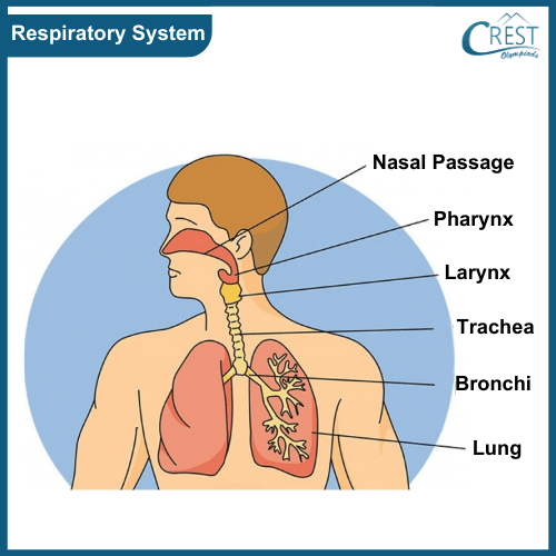 Respiratory System of Human Body for Class 5