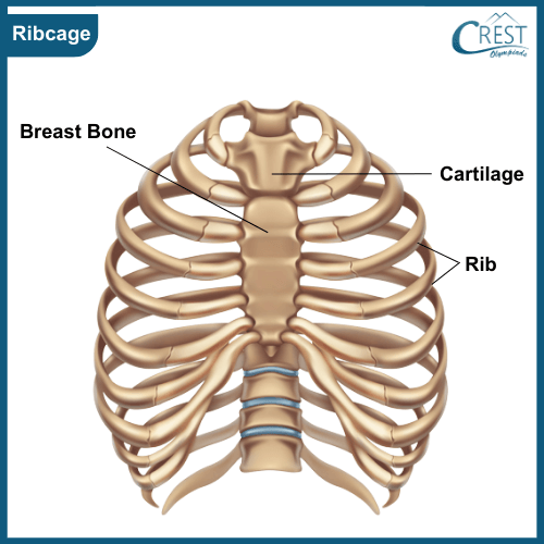 Ribcage of Human Body