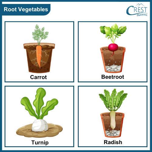 Different Types of Root Vegetables - Root Vegetables