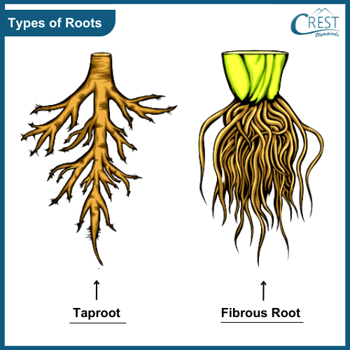 Class 3-Types of Roots